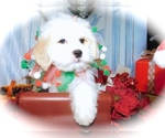 Small #1 Ratshi Terrier