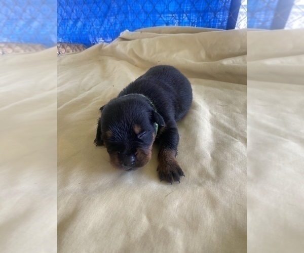Medium Photo #28 Rottweiler Puppy For Sale in RICHLAND, GA, USA