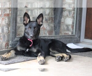 German Shepherd Dog Puppy for sale in GREENVILLE, TX, USA
