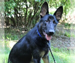 German Shepherd Dog Puppy for sale in SUGAR CREEK, MO, USA