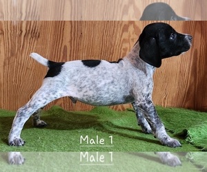 German Shorthaired Pointer Puppy for sale in BERLIN, WI, USA