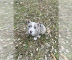 Small #11 American Bully
