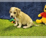 Small #3 Catahoula Leopard Dog
