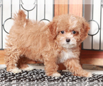 Small #1 Shih-Poo