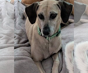 Black Mouth Cur-Unknown Mix Dogs for adoption in Sanford, FL, USA