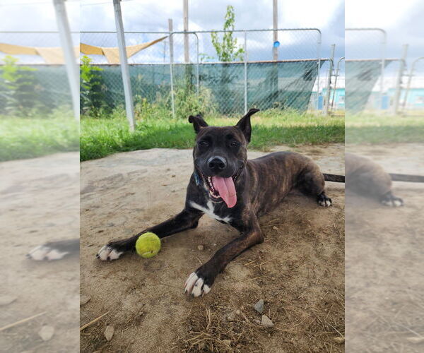Medium Photo #5 Mutt Puppy For Sale in Evansville, IN, USA