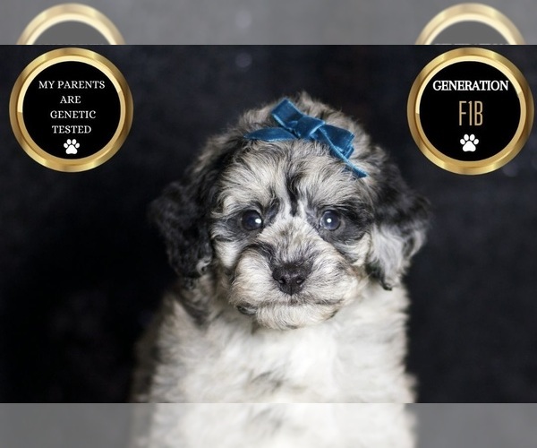 Medium Photo #74 Maltipoo Puppy For Sale in WARSAW, IN, USA