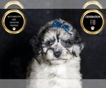 Small Photo #74 Maltipoo Puppy For Sale in WARSAW, IN, USA
