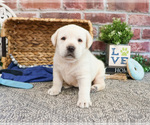 Small #2 Labrador Retriever