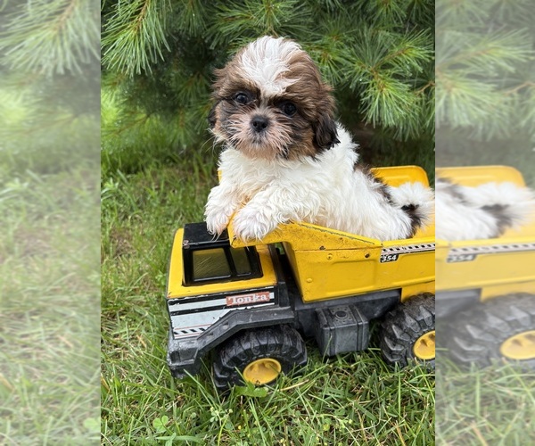 Medium Photo #2 Shih Tzu Puppy For Sale in MIDDLEBURY, IN, USA