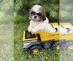 Small #1 Shih Tzu