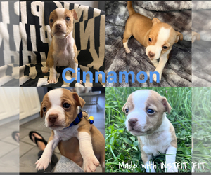 Boston Terrier-Jack Russell Terrier Mix Puppy for sale in MOHNTON, PA, USA