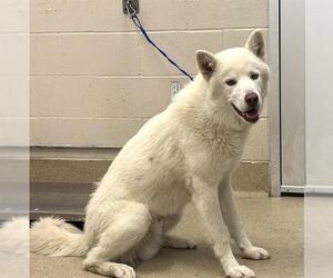 Siberian Husky-Unknown Mix Dogs for adoption in Grand Prairie, TX, USA