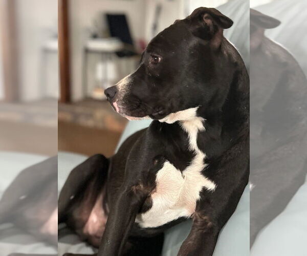 Medium Photo #50 American Pit Bull Terrier-Labrador Retriever Mix Puppy For Sale in OKLAHOMA CITY, OK, USA