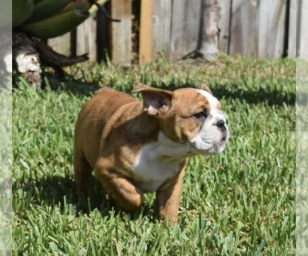 Medium Photo #10 Bulldog Puppy For Sale in JACKSONVILLE, FL, USA