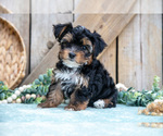 Puppy Ace Yorkshire Terrier