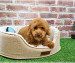 Small #4 Poodle (Miniature)