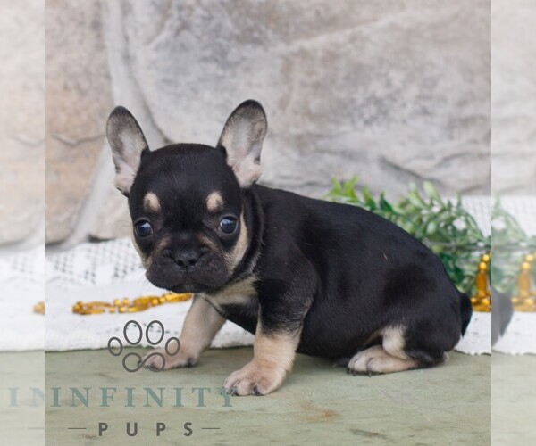 Medium Photo #1 French Bulldog Puppy For Sale in NARVON, PA, USA