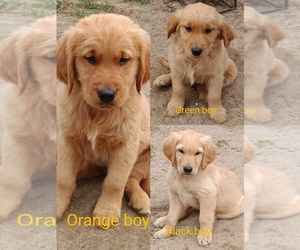 Golden Retriever Puppy for sale in WAKE FOREST, NC, USA