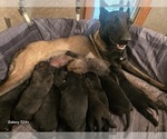 Small Belgian Malinois