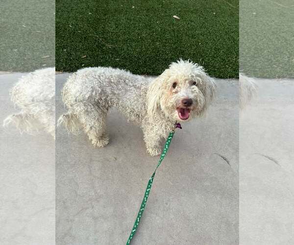 Medium Photo #9 Poodle (Miniature)-Unknown Mix Puppy For Sale in Corona, CA, USA