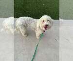 Small Photo #9 Poodle (Miniature)-Unknown Mix Puppy For Sale in Corona, CA, USA