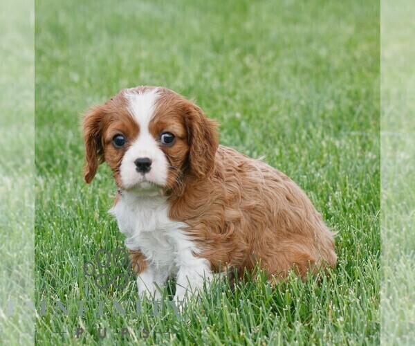 Medium Photo #3 Cavalier King Charles Spaniel Puppy For Sale in NARVON, PA, USA