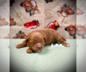 Maltipoo Puppy for sale in WINNSBORO, LA, USA