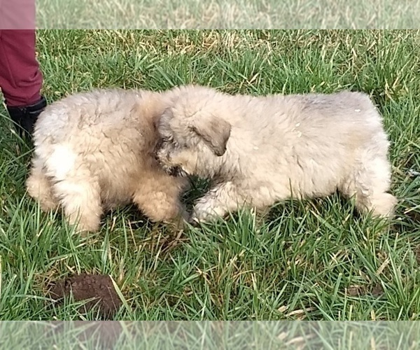 Medium Photo #7 Bouvier Des Flandres Puppy For Sale in AMBOY, WA, USA