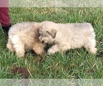 Small Photo #7 Bouvier Des Flandres Puppy For Sale in AMBOY, WA, USA