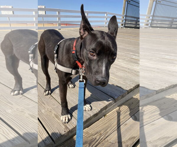 Medium Photo #2 Mutt Puppy For Sale in Virginia Beach, VA, USA