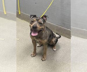 Chinese Shar-Pei-Unknown Mix Dogs for adoption in Las Vegas, NV, USA