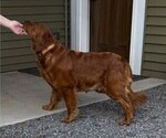 Small Photo #1 Golden Retriever Puppy For Sale in WILLARD, WI, USA