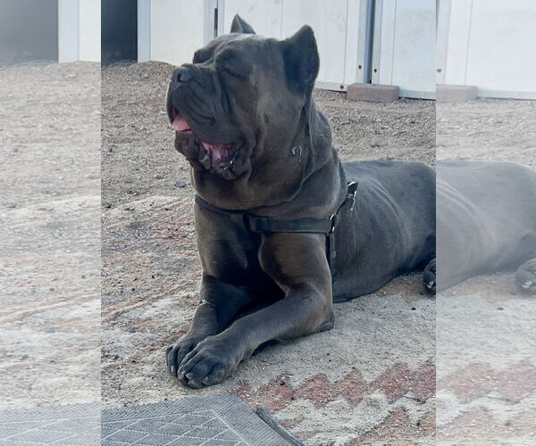 Medium Photo #2 Mutt Puppy For Sale in Goodyear, AZ, USA