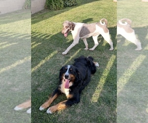 Mother of the Bernedoodle puppies born on 11/03/2025