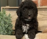 Puppy 3 Great Pyrenees-Poodle (Miniature) Mix