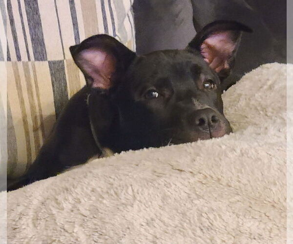 Medium Photo #2 Mutt Puppy For Sale in Des Moines, IA, USA