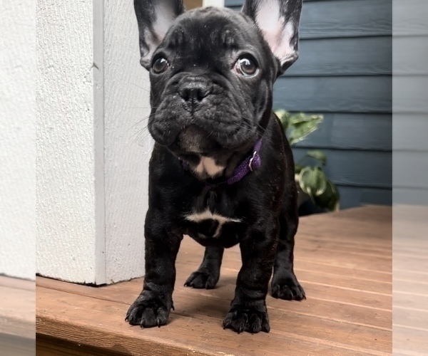Medium Photo #14 French Bulldog Puppy For Sale in GIG HARBOR, WA, USA