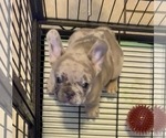 Small French Bulldog