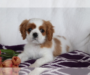 Cavalier King Charles Spaniel Puppy for sale in SHILOH, OH, USA