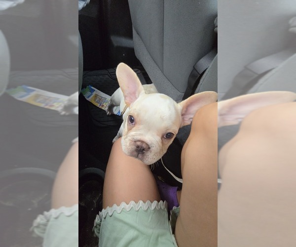 Medium Photo #8 French Bulldog Puppy For Sale in SARASOTA, FL, USA