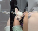 Polar - Male French Bulldog Puppy for Sale - Photo #8