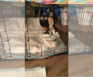 Tootsie - Female Doberman Pinscher Dog for Adoption - Photo #7