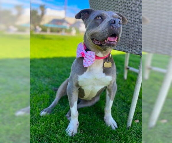 Medium Photo #6 American Staffordshire Terrier-Bulldog Mix Puppy For Sale in Ventura, CA, USA