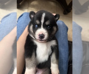 Siberian Husky Puppy for sale in SANTA ANA, CA, USA