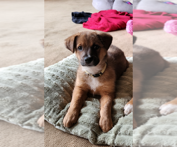 Medium Photo #10 Mutt Puppy For Sale in Mooresville, NC, USA