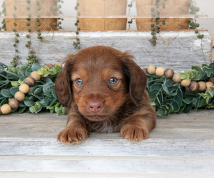 Medium Dachshund
