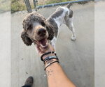 Small #1 Poodle (Standard) Mix