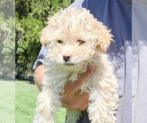 Poodle (Toy) Puppy for sale in CENTRAL POINT, OR, USA