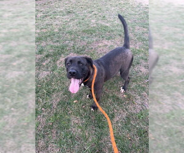 Medium Photo #2 Black Mouth Cur Puppy For Sale in Louisville, KY, USA